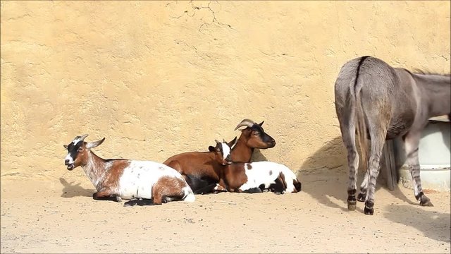 brown goat family with donkey 

