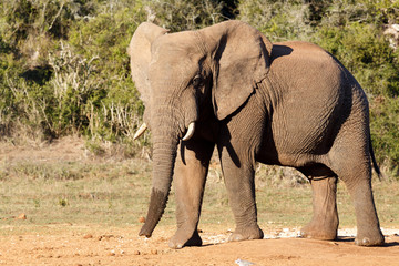Fototapeta premium African Bush Elephant