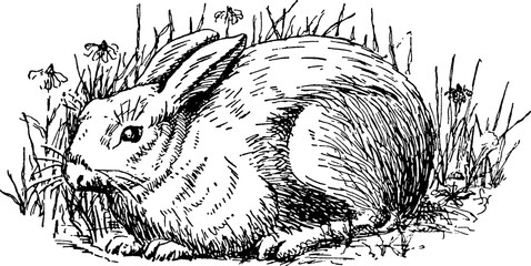 Vintage image rabbit