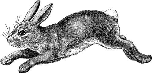 Rolgordijnen Vintage afbeelding konijn © unorobus