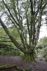 静岡県伊豆市、天城山の原生林