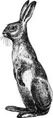 Vintage image rabbit