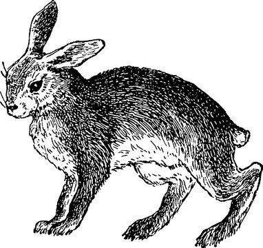 Vintage image rabbit