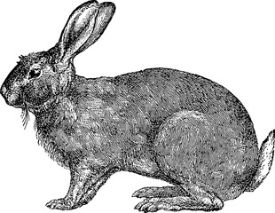 Obraz premium Vintage image rabbit