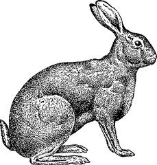 Naklejka premium Vintage image rabbit