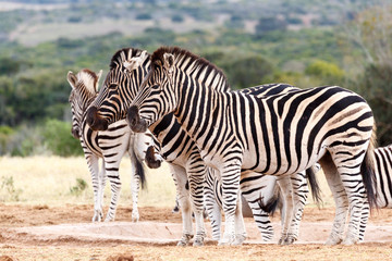 Fototapeta na wymiar Do Not Look At The Camera - Burchell's Zebra