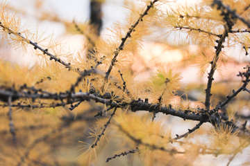 Macro view of a larch tree branch and needles of a yellow color late in autumn. Larch has a spiritual meaning of protection and anti-theft