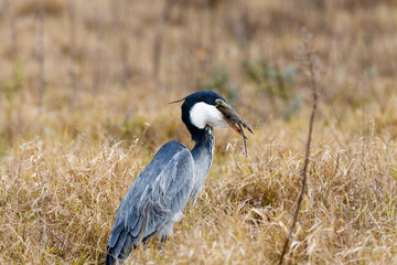 Supper Time - Great Blue Heron Bird
