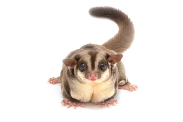 Closeup of female sugar glider standing on the floor isolate on