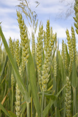 agricultural field