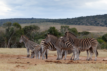 Fototapeta na wymiar Rest Time At The Dam - Burchell's Zebra