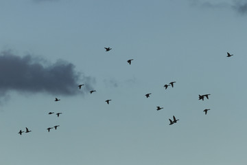 birds