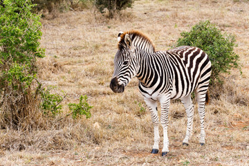 Walking In The Field - Burchell's Zebra
