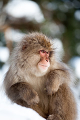 Snow monkey (4)