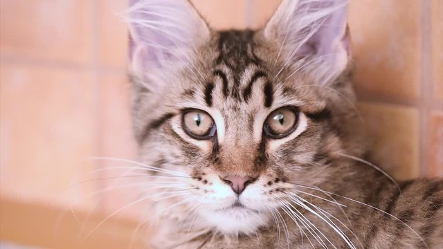 Funny Maine coon cat move his head back and forth. Adorable tabby kitten 4 months old. Beautiful kitty is looking something. Close up of young cat with black lines observing around.