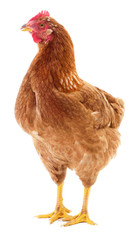 Brown hen isolated.