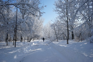 Winter landscape in the park. High resolution and quality