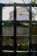 Detail of garden fence covered in spider webs