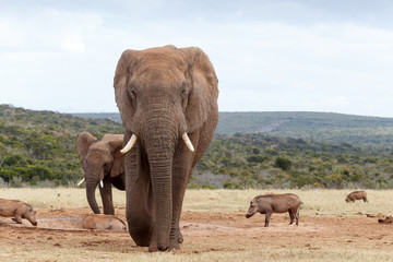 Fototapeta premium Coming Straight At You - African Bush Elephant