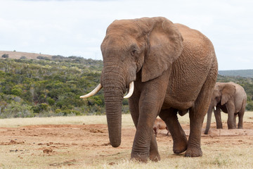 Fototapeta na wymiar My Side View - African Bush Elephant