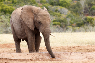Fototapeta na wymiar Sucking Up The Water - African Bush Elephant