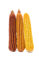 Ripe corn
