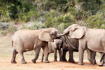 Elephant Trunk Play Day - African Bush Elephant