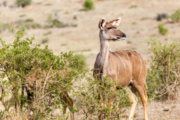 Hurry Up We Have To Go  - Female Kudu
