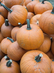 Harvest: A Heap of Halloween Pumpkins