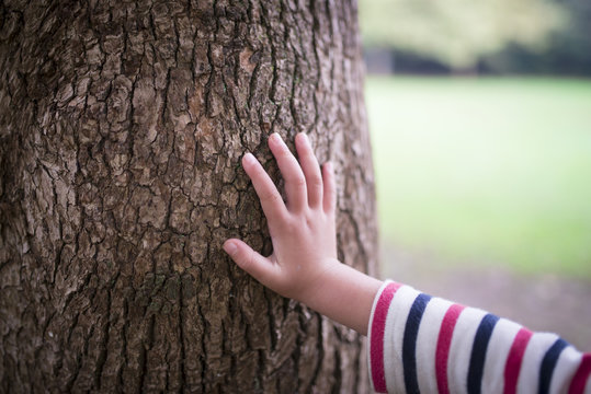 大木に触る子供の手