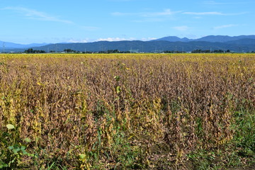 Fototapeta na wymiar 収穫前の大豆