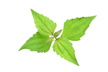 Bitter bush, Siam weed, green leaves on white background