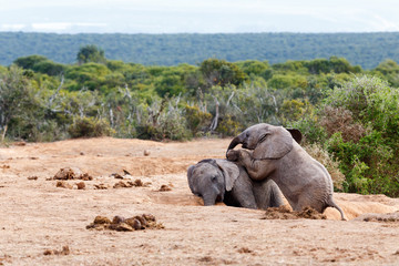Playing Dead -African Bush Elephant