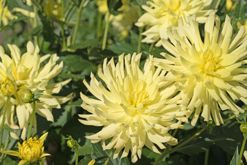 Dahlien, Dahlias