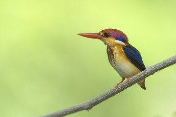Obraz premium Beautiful bird Black backed Kingfisher, Small bird , Colorful bird
