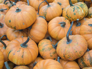 Harvest: Heap of Mandarin Squash, Cucurbita maxima