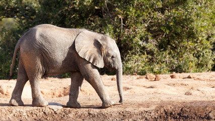 African Bush Elephant