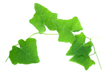 Fototapeta premium Coccinia grandis vegetable isolated on white background.