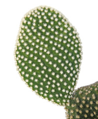 cactus isolated on white background