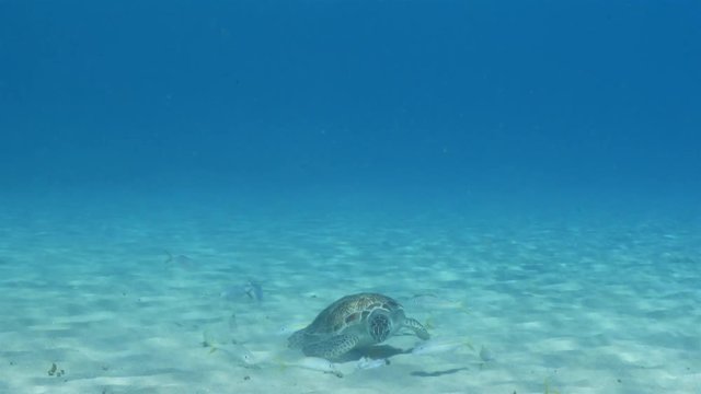 Unterwasser - Riff - Schildkröte - Suppenschildkröte - Tauchen - Curacao - Karibik - 4K