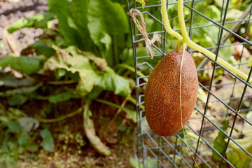 Brown Russian cucumber growing on the vine