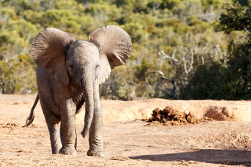 Big Ears -  African Bush Elephant