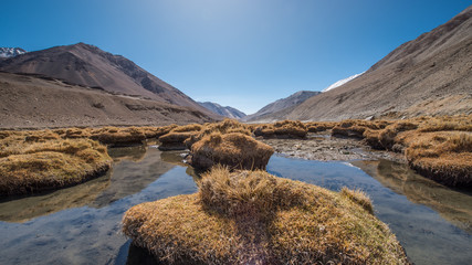Field near Pangong Lake