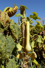 Tromboncino squash on the vine