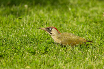 Grünspecht (Picus viridis)