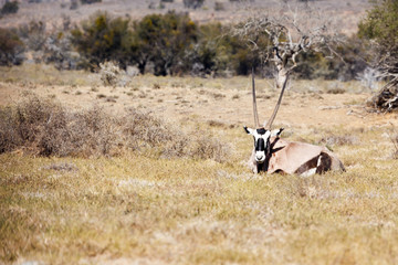 Gemsbok Resting In The Field - Wildlife Park