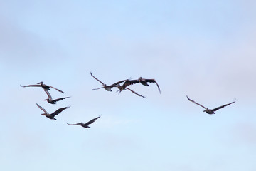 Braunpelikane (Pelecanus occidentalis)