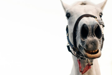 Funny horse portrait isolated white background.