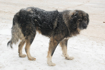 Naklejka premium пёс