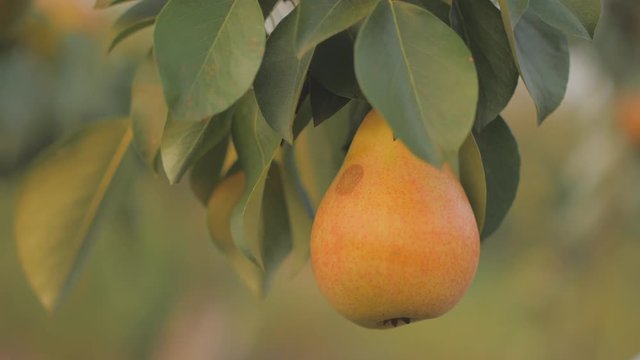 Ripe pear hangs on a tree in the garden